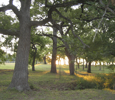 Another Texas sunrise